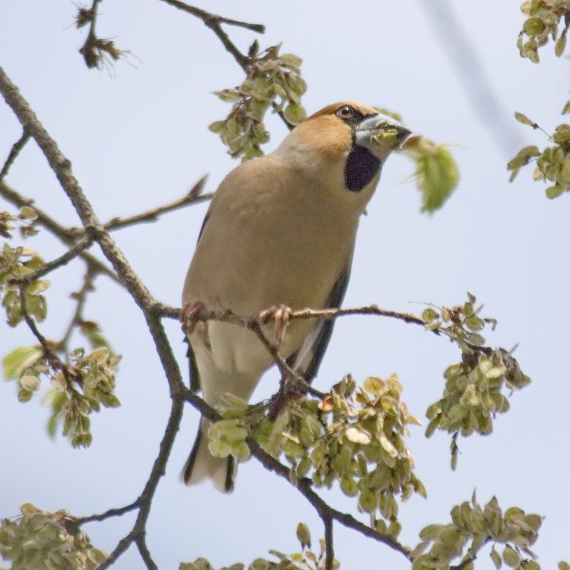 Hawfinch at Wyre Forest Worcestershire. Free birdwatching guide