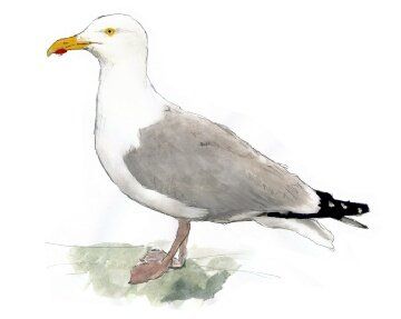 Identification and call of European Herring Gull. Free birdwatching magazine