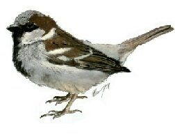 One of our most common garden birds is the House sparrow