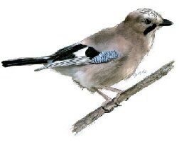 One of our most vocal garden birds the jay
