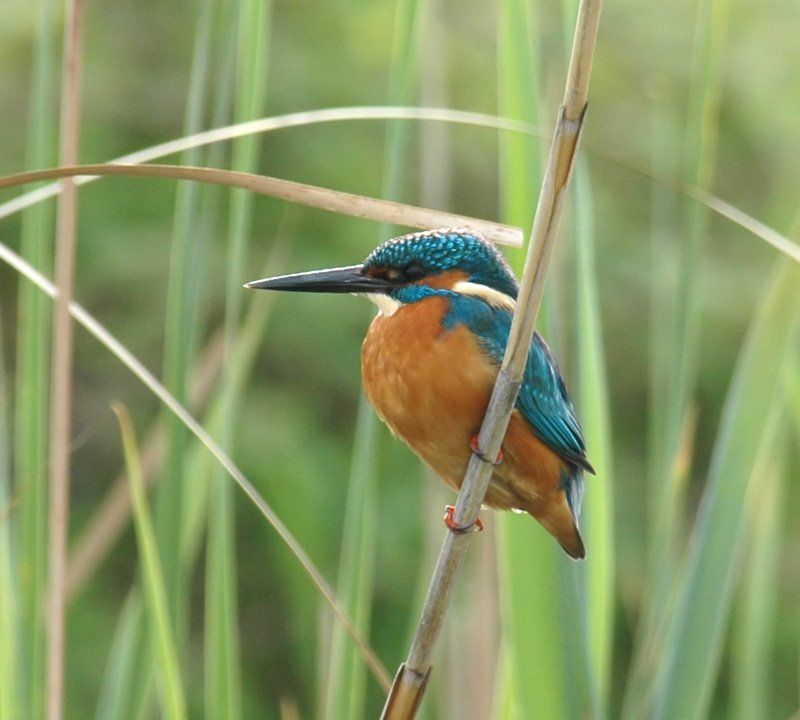 Birdwatching at Brandon Marsh Warwickshire. Free birdwatching magazine.
