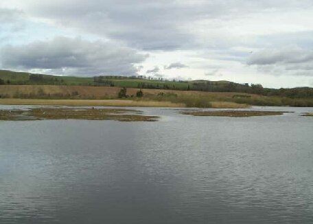 Birdwatching at Loch of Kinnordy RSPB reserve Scotland. Free guide to the UK's best birdwatching sites