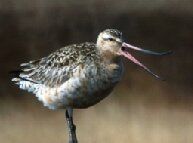 Birdwatching at Levenhall Links and Musselburgh Lagoons Scotland. Free birdwatching guide