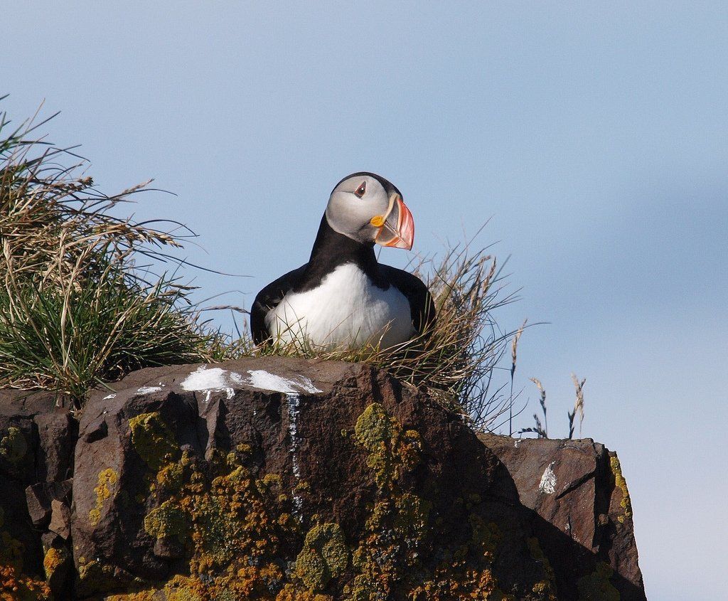 Birdwatching at Isle of May Firth of Forth Scotland. Free guide to the UK's best birdwatching sites