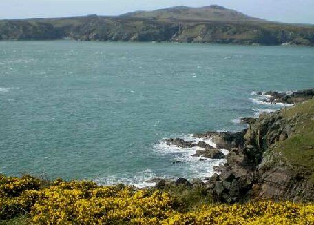 Birdwatching at Ramsey Island Pembrokeshire Wales. Free guide to the UK's best birdwatching sites