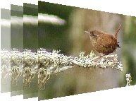 Birdwatching sites in Gloucestershire