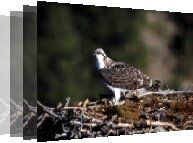 Birdwatching at Loch of Lowes Scotland. Free birdwatching guide