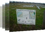 Birdwatching sites in North & South Tyneside