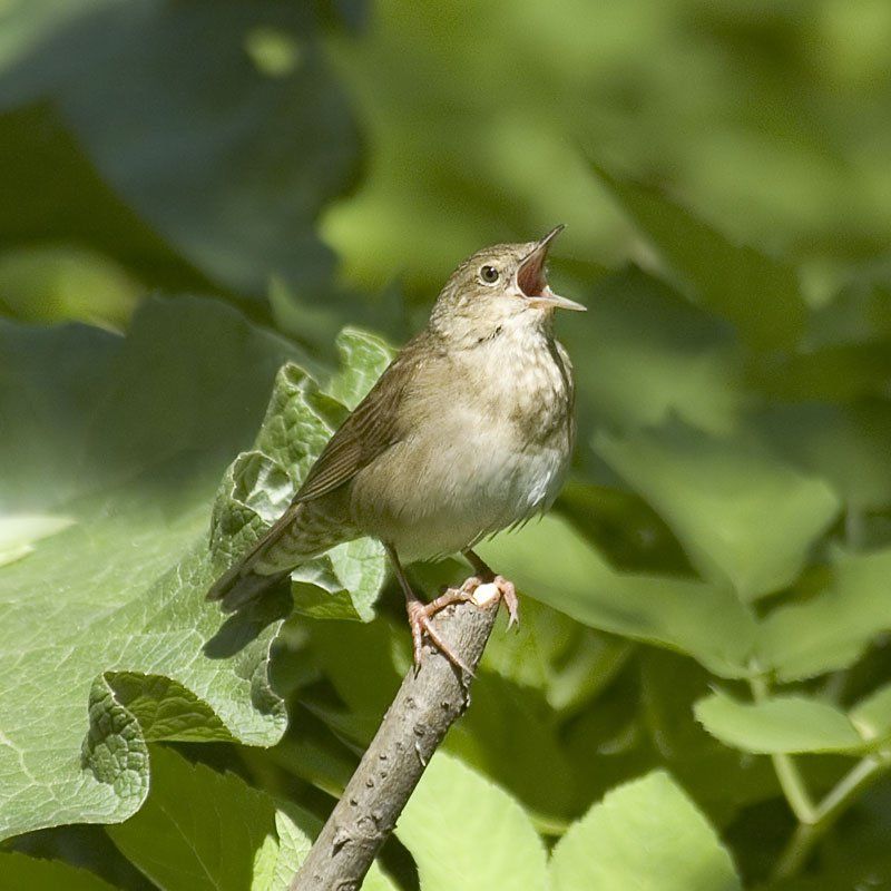 River Warbler at Doxey Marshes Staffordshire. Free birdwatching magazine
