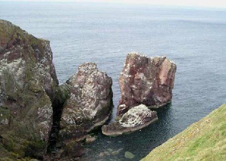 Birdwatching at St Abb's Head Scotland. Free guide to the UK's best birdwatching sites