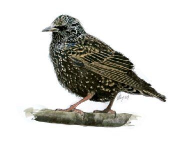 Identification of Common Starling Free birdwatching magazine. Illustration copyright MiE fielding