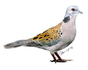 Turtle doves are summer migrants to the south of the UK