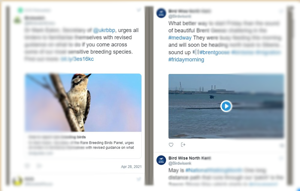 Scotland Bird Sightings on Twitter