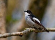 Birdwatching at Wood of Cree Dumfries & Galloway Scotland. Free birdwatching guide