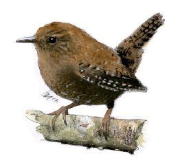 Identification and song of Eurasian Wren Free birdwatching magazine. Illustration copyright MiE fielding