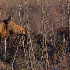 moose
