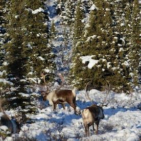 elk
