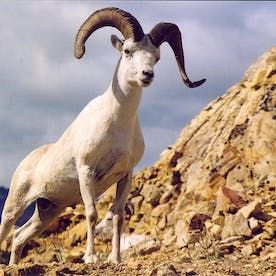 mountain-goat