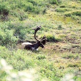 elk