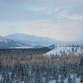 valley-of-trees