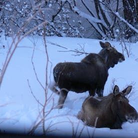 moose