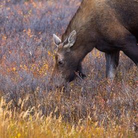 moose