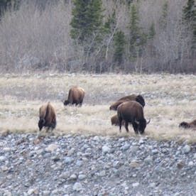 buffalo