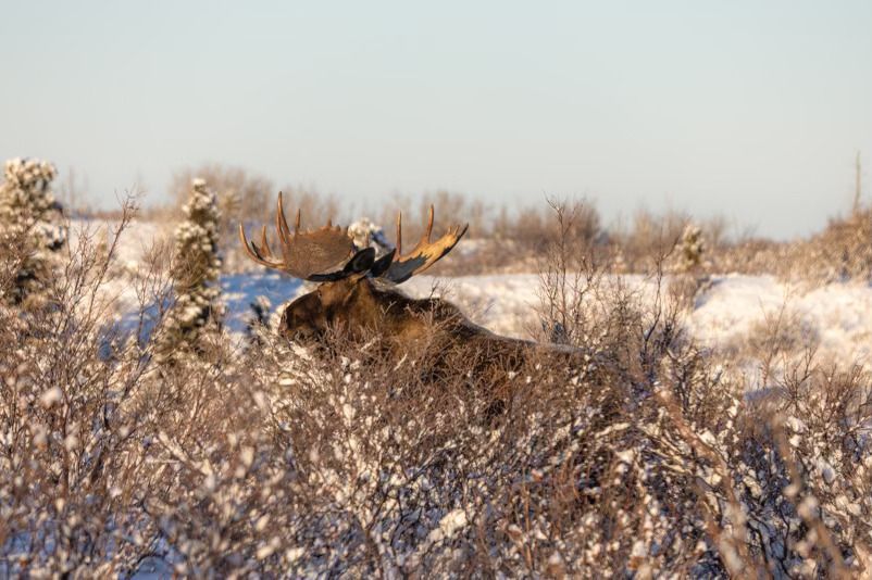 moose
