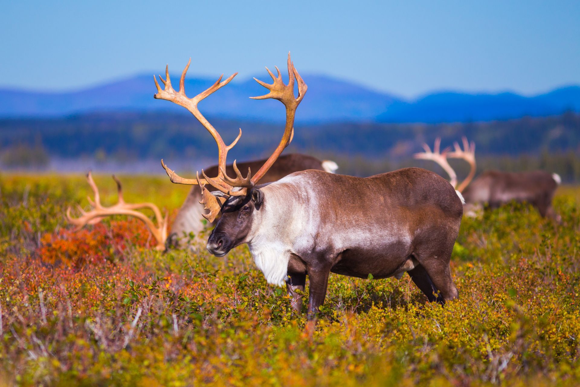 caribou