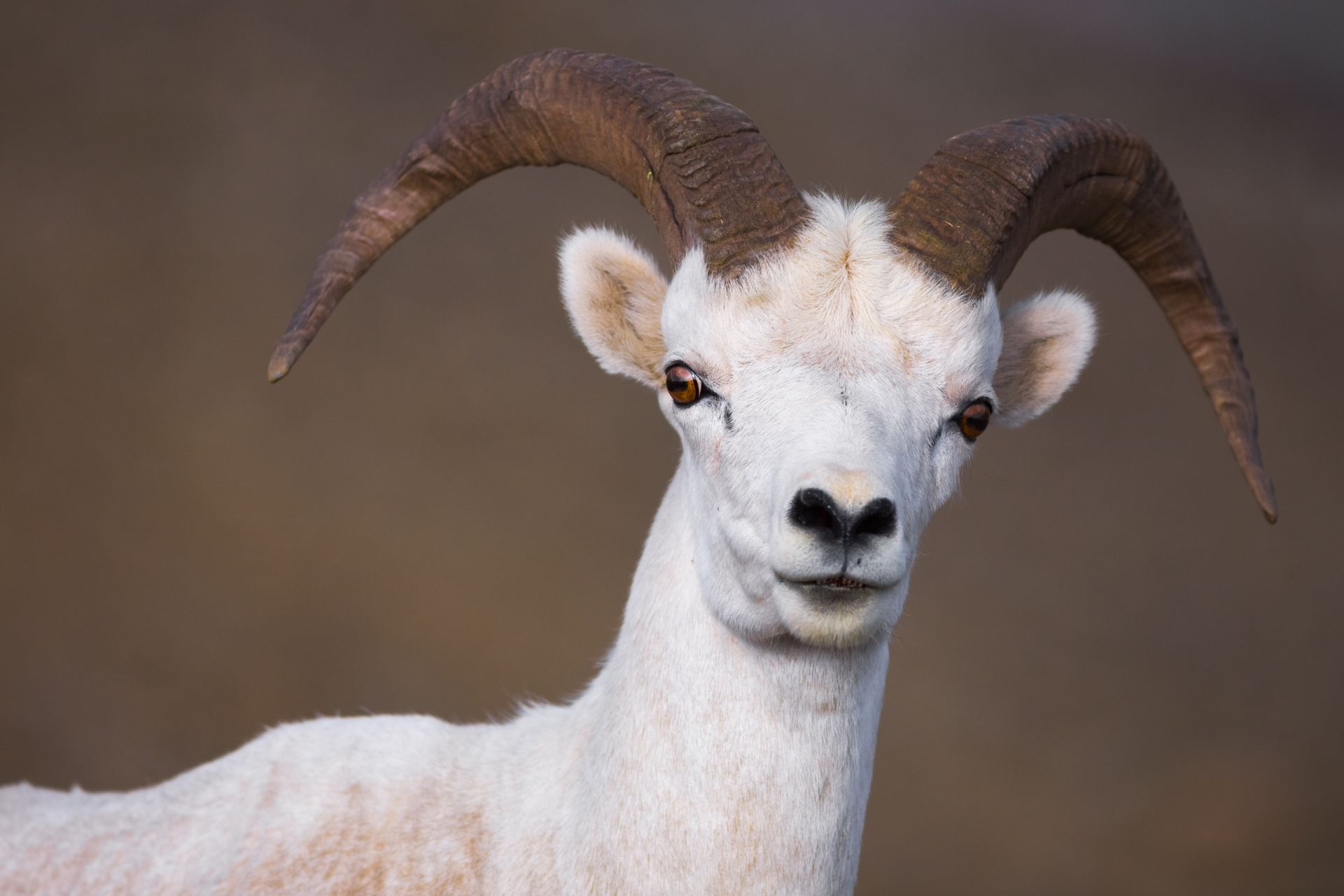 mountain-goat