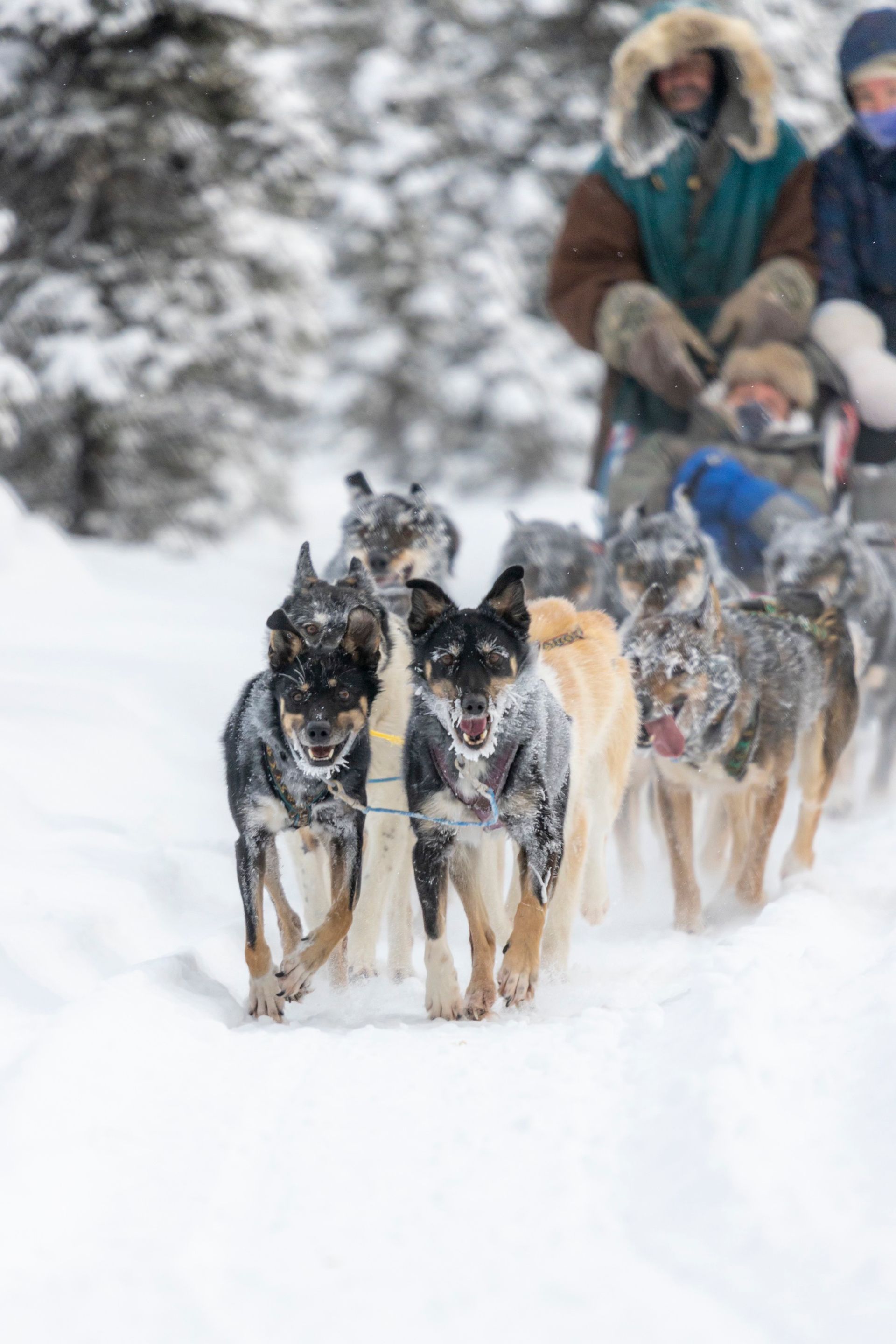 dog-sledding