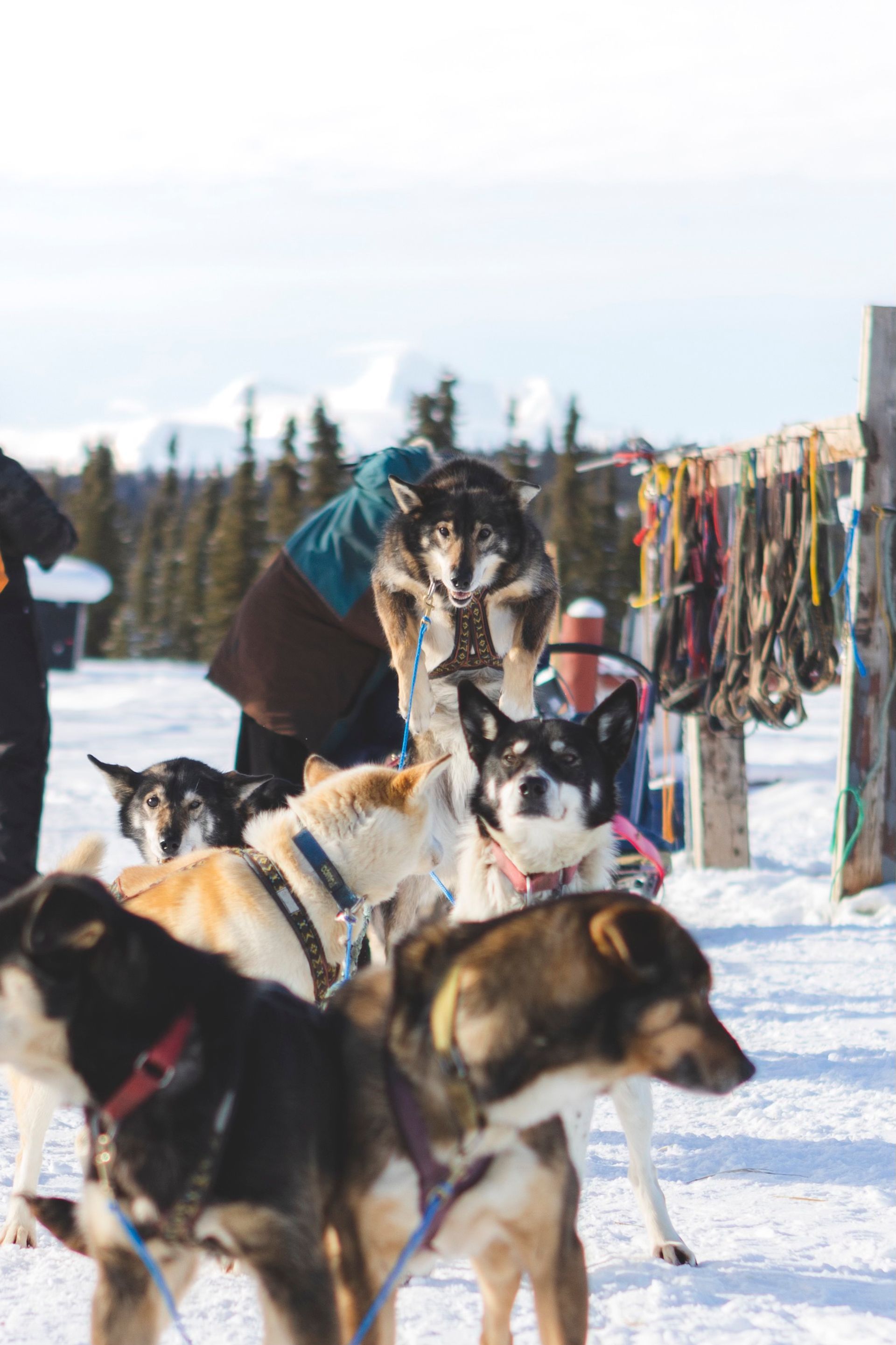 Dog mushing, dog sledding, guided dog mushing