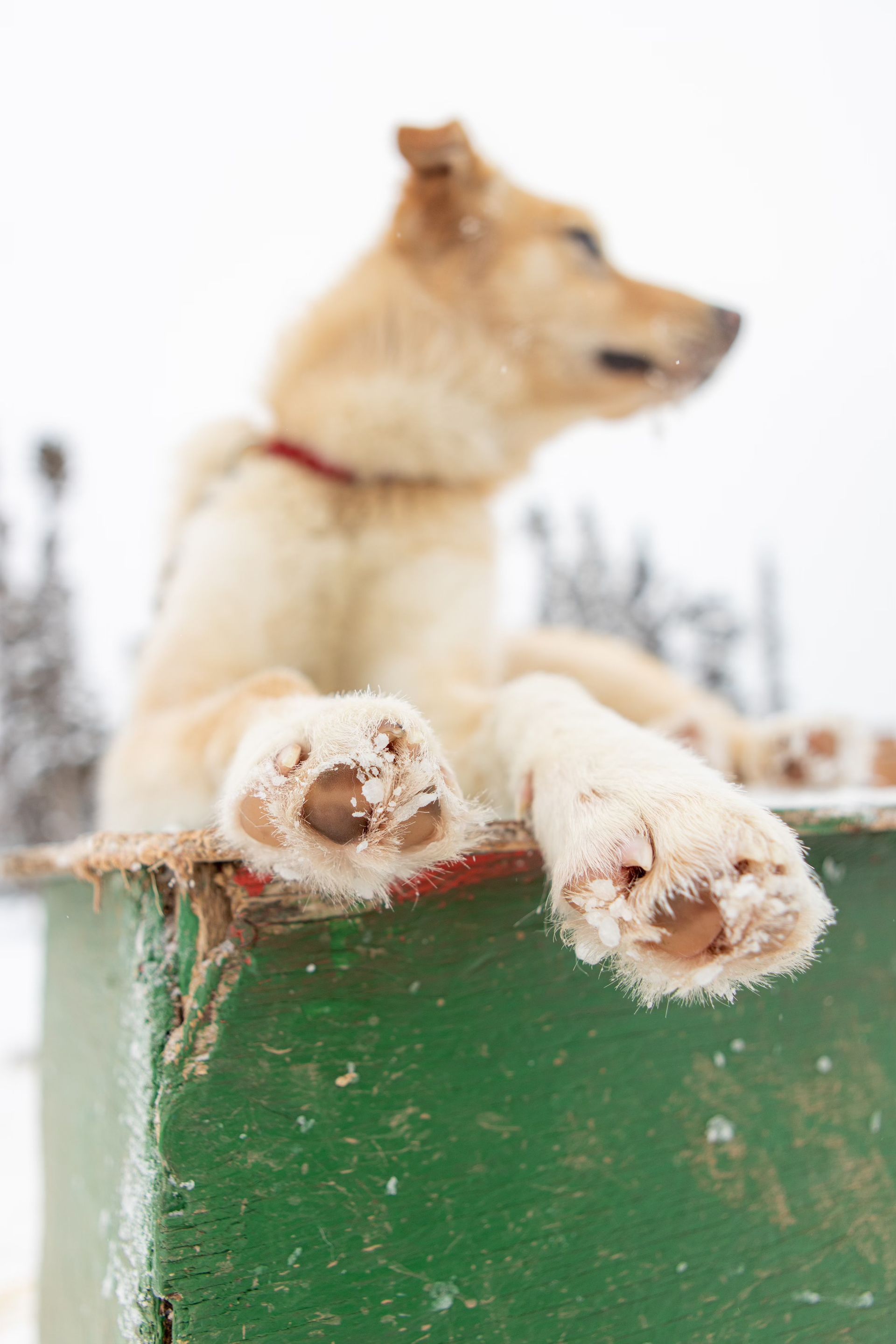 Dog mushing, dog sledding, guided dog mushing
