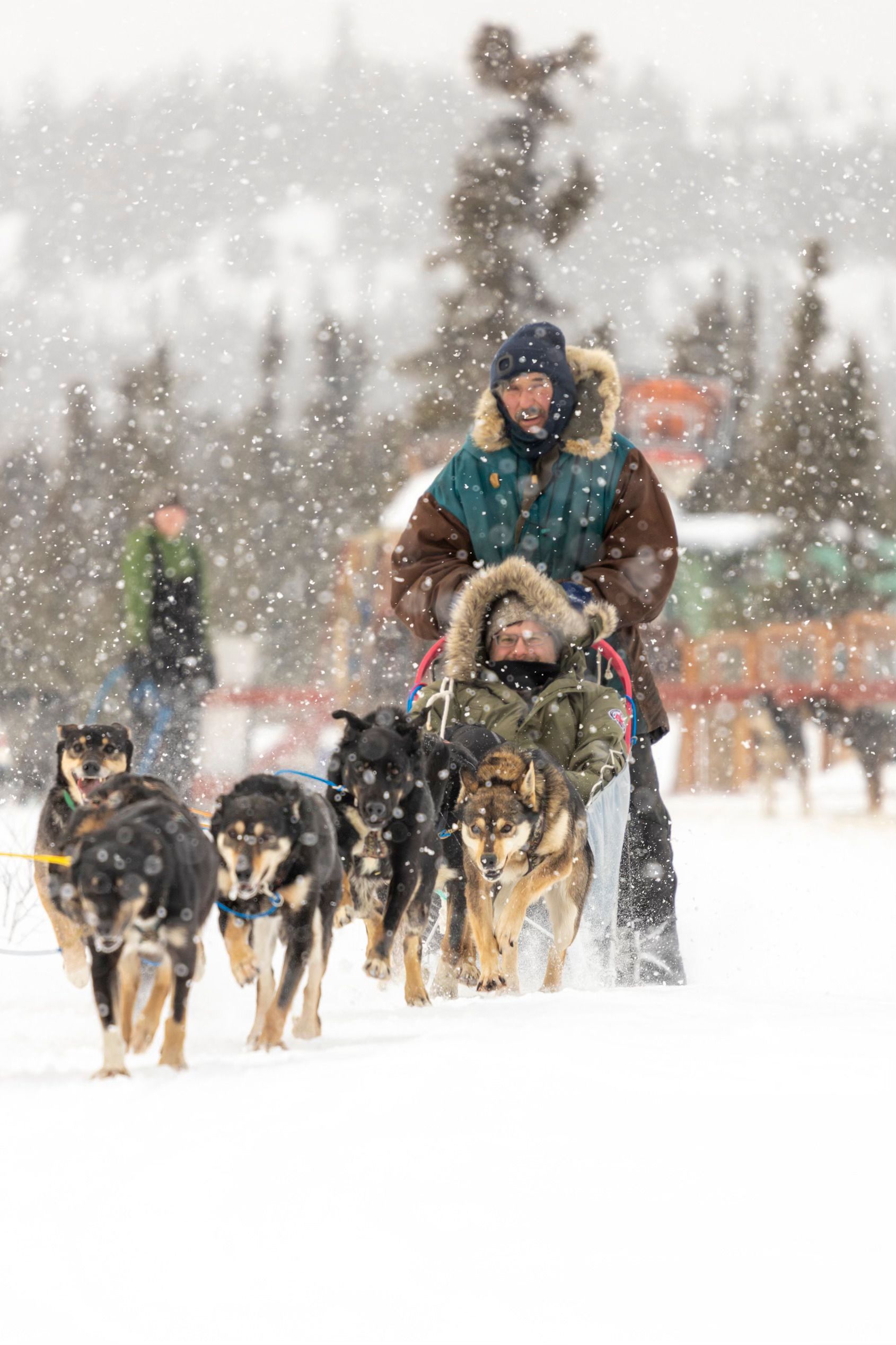 Dog mushing, dog sledding, guided dog mushing