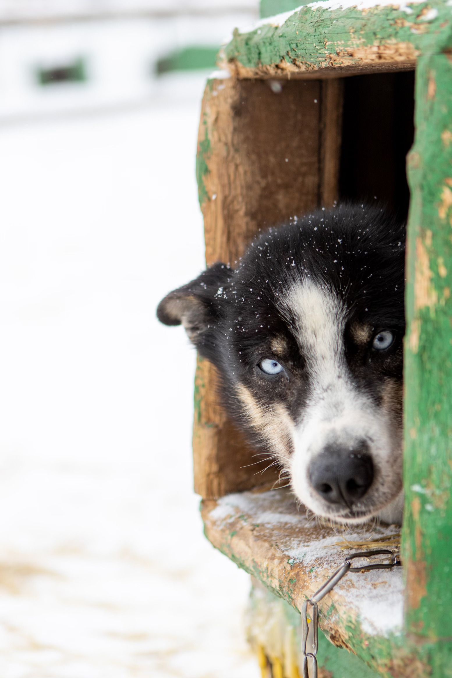 snow-dog