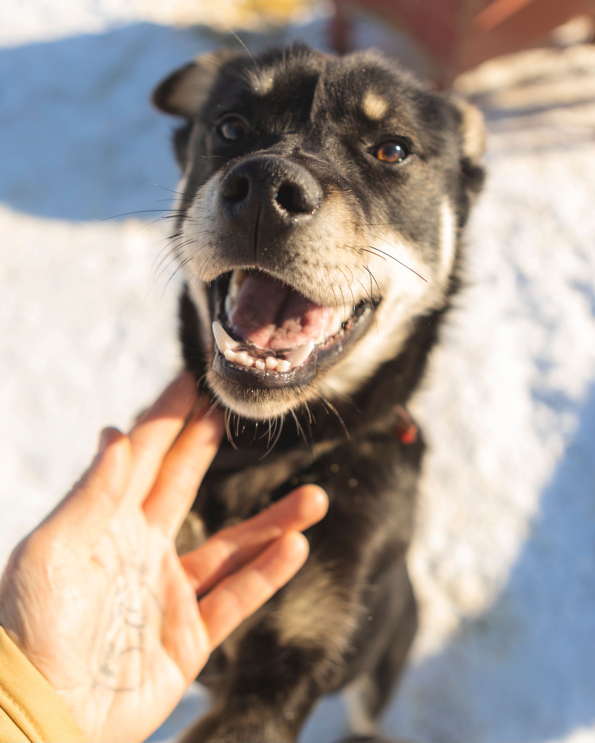 Dog mushing, dog sledding, guided dog mushing