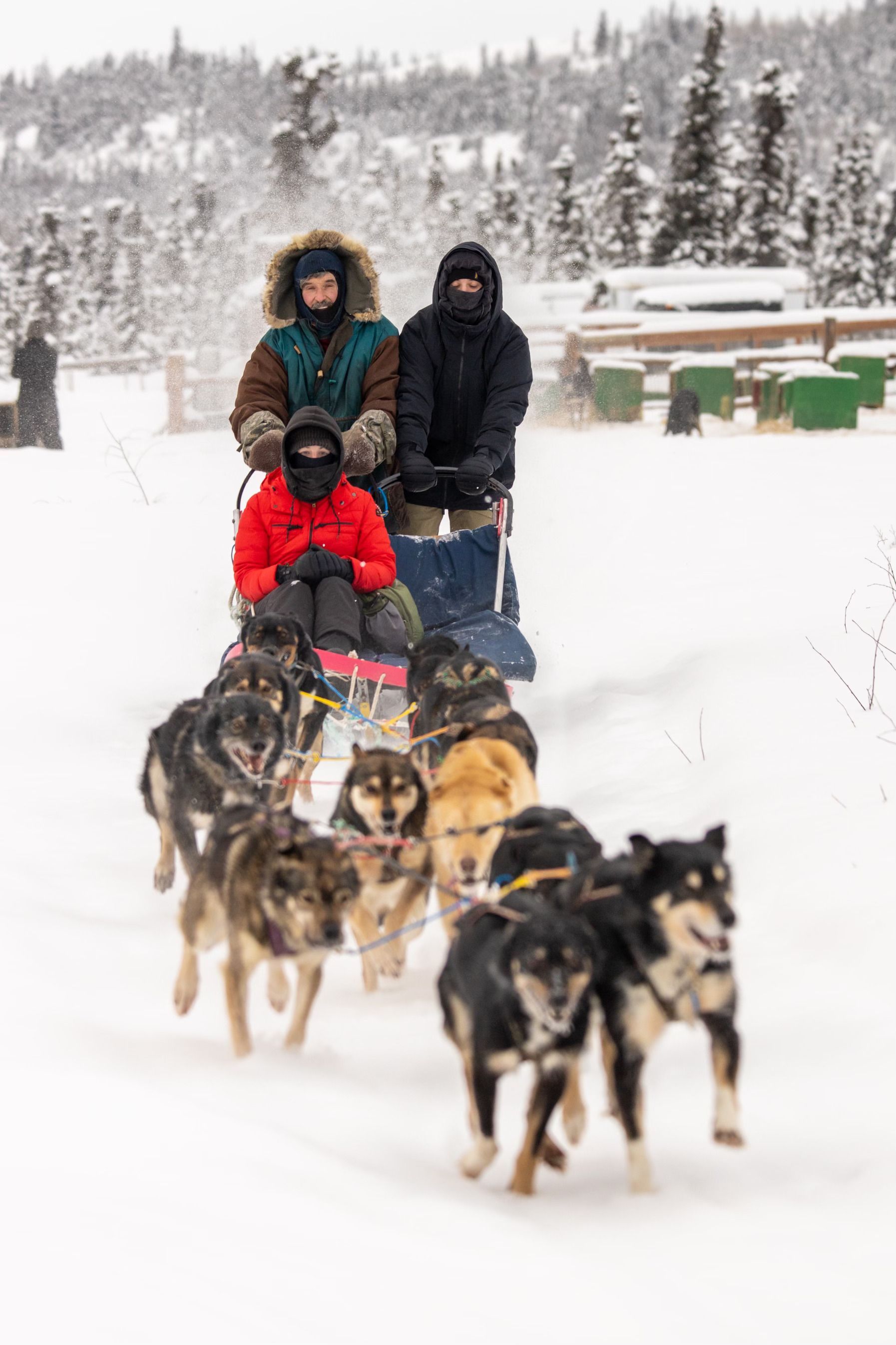 Dog mushing, dog sledding, guided dog mushing