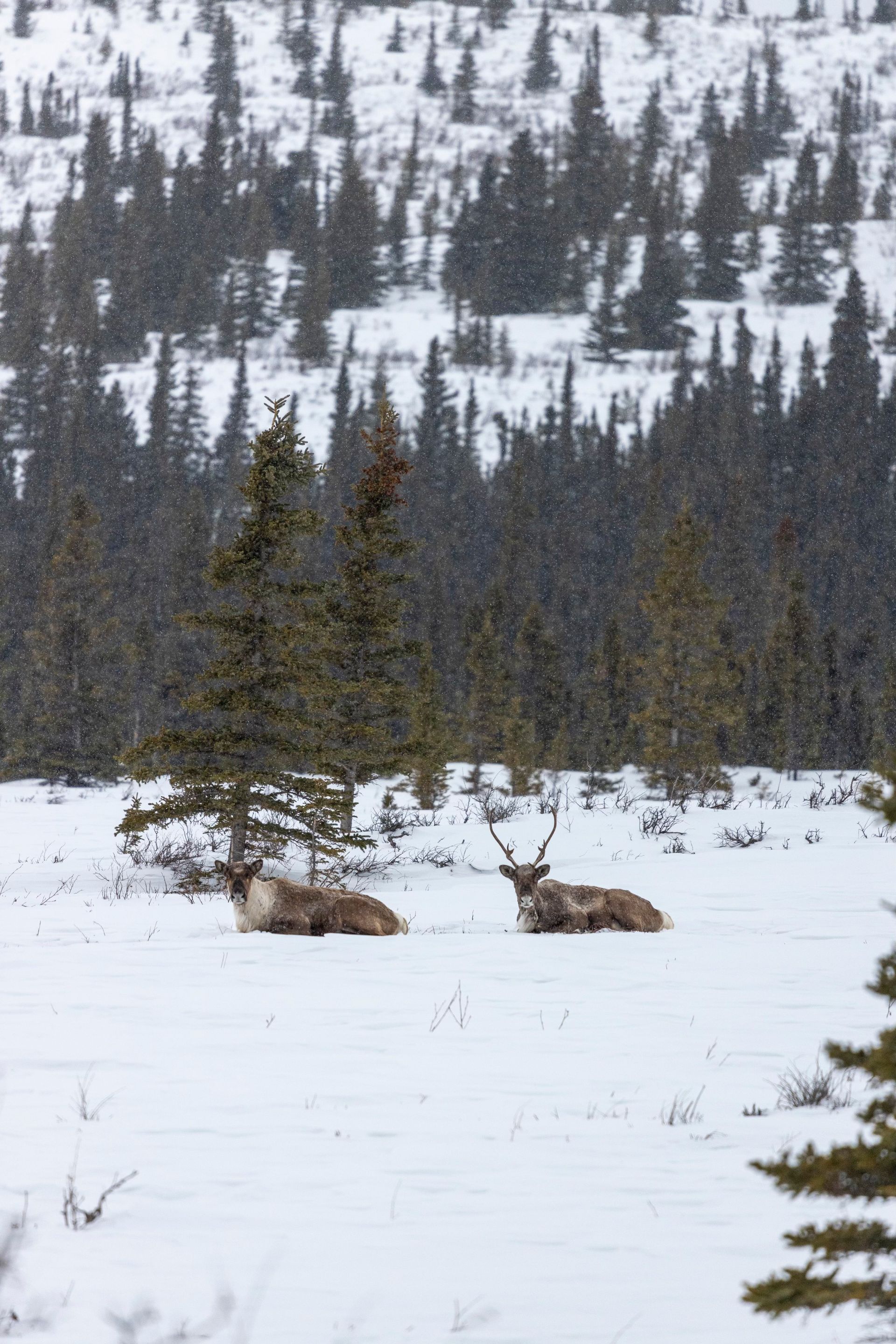 elk