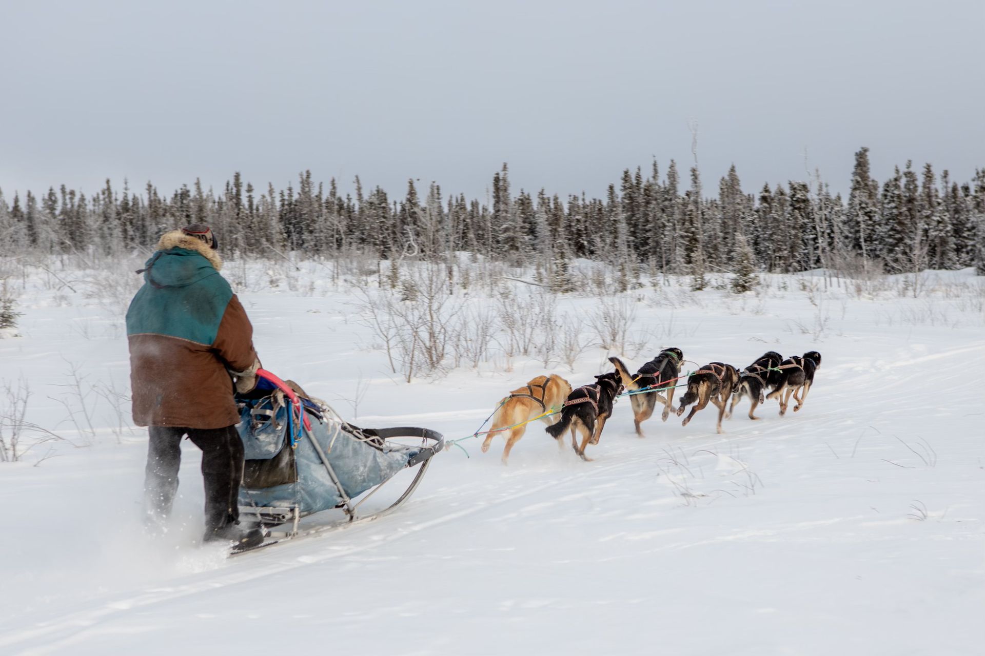 Dog mushing, dog sledding, guided dog mushing
