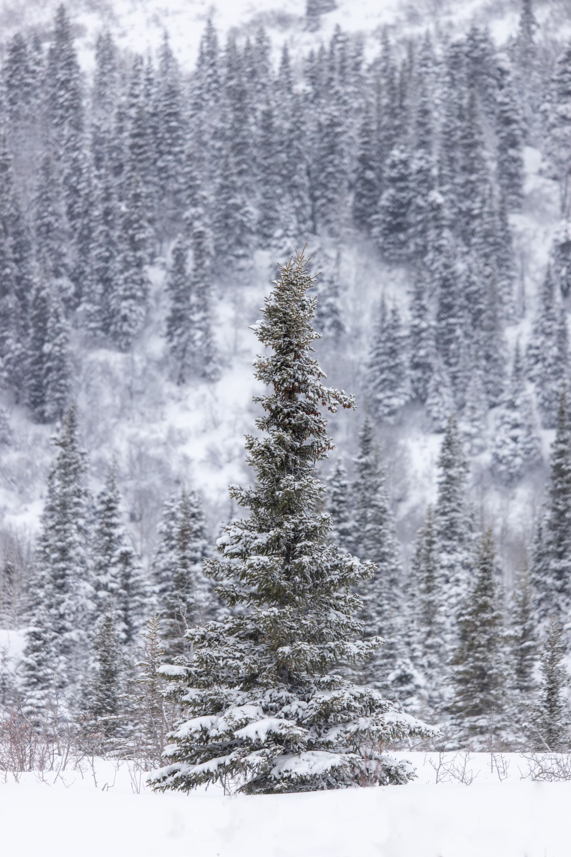 wintery-pine