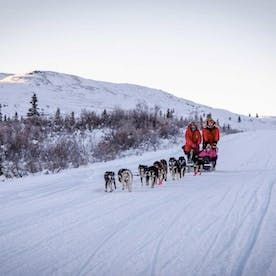 Dog mushing, dog sledding, guided dog mushing