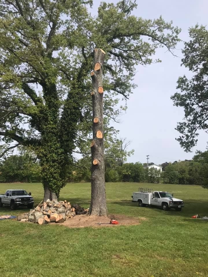 After Removal of All the Limbs — Seymour, TN — B & B Tree Care LLC