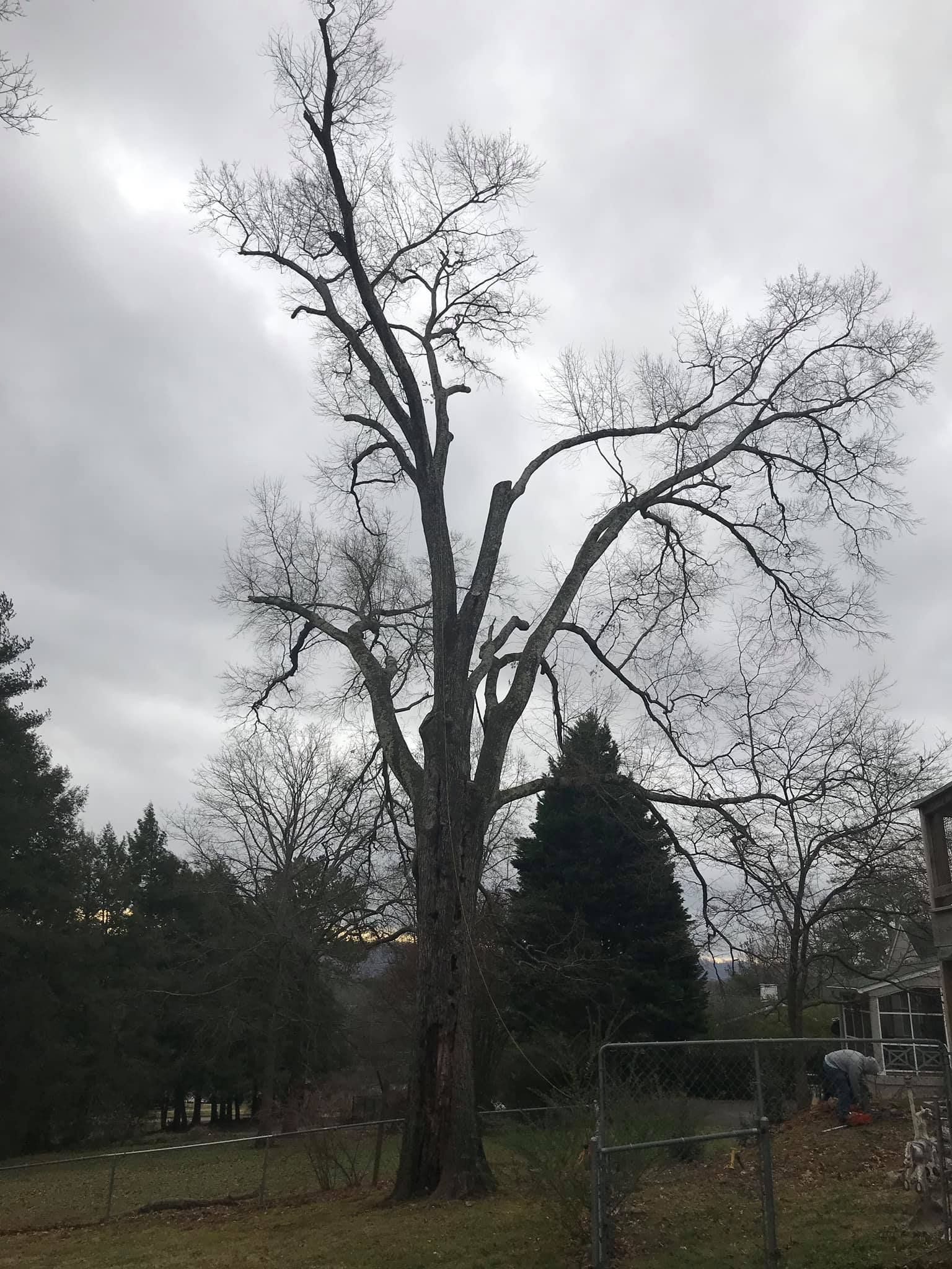 Willow Oak Before Removal — Seymour, TN — B & B Tree Care LLC