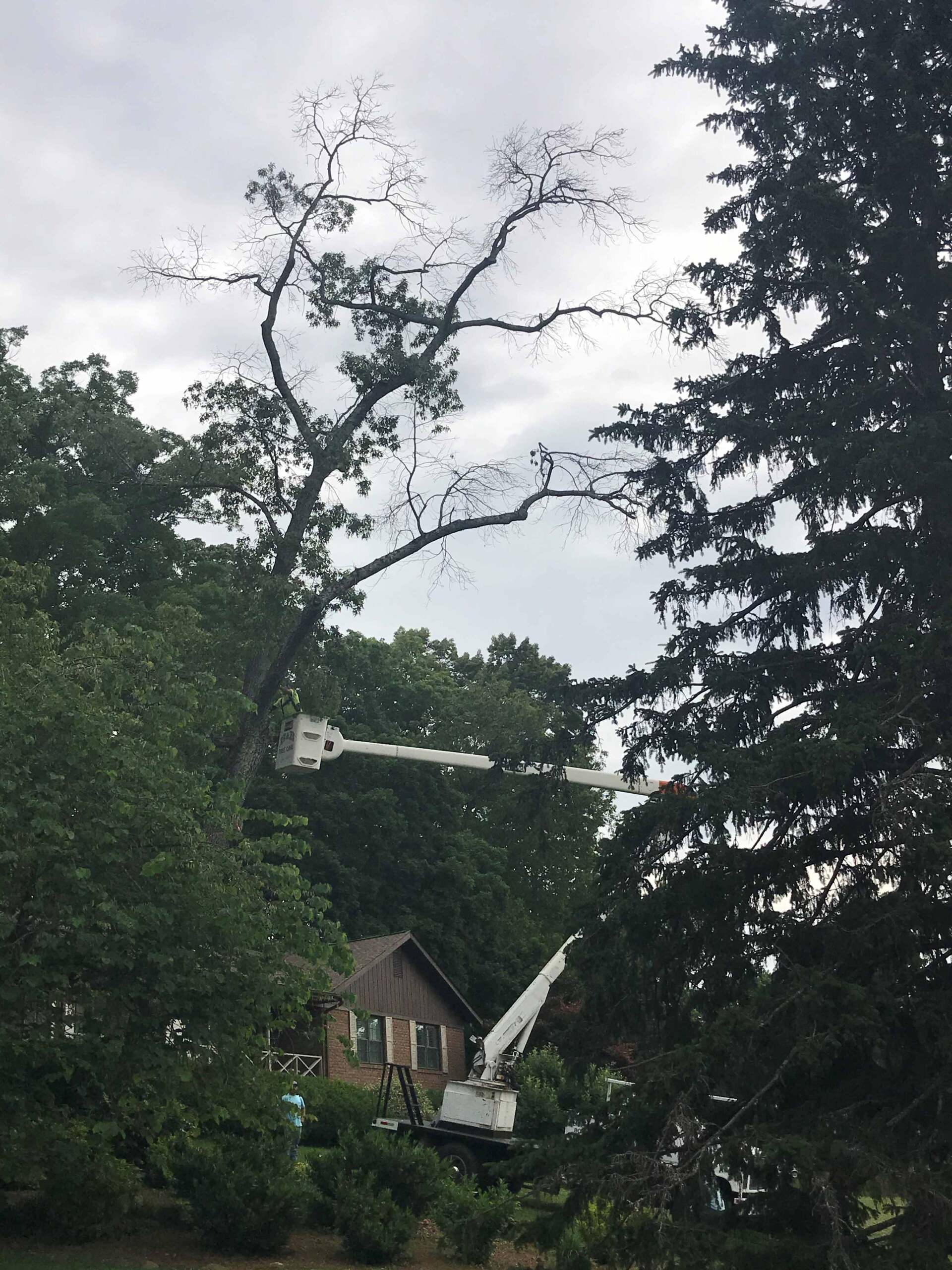 Crane Into Position to Begin the Removal — Seymour, TN — B & B Tree Care LLC
