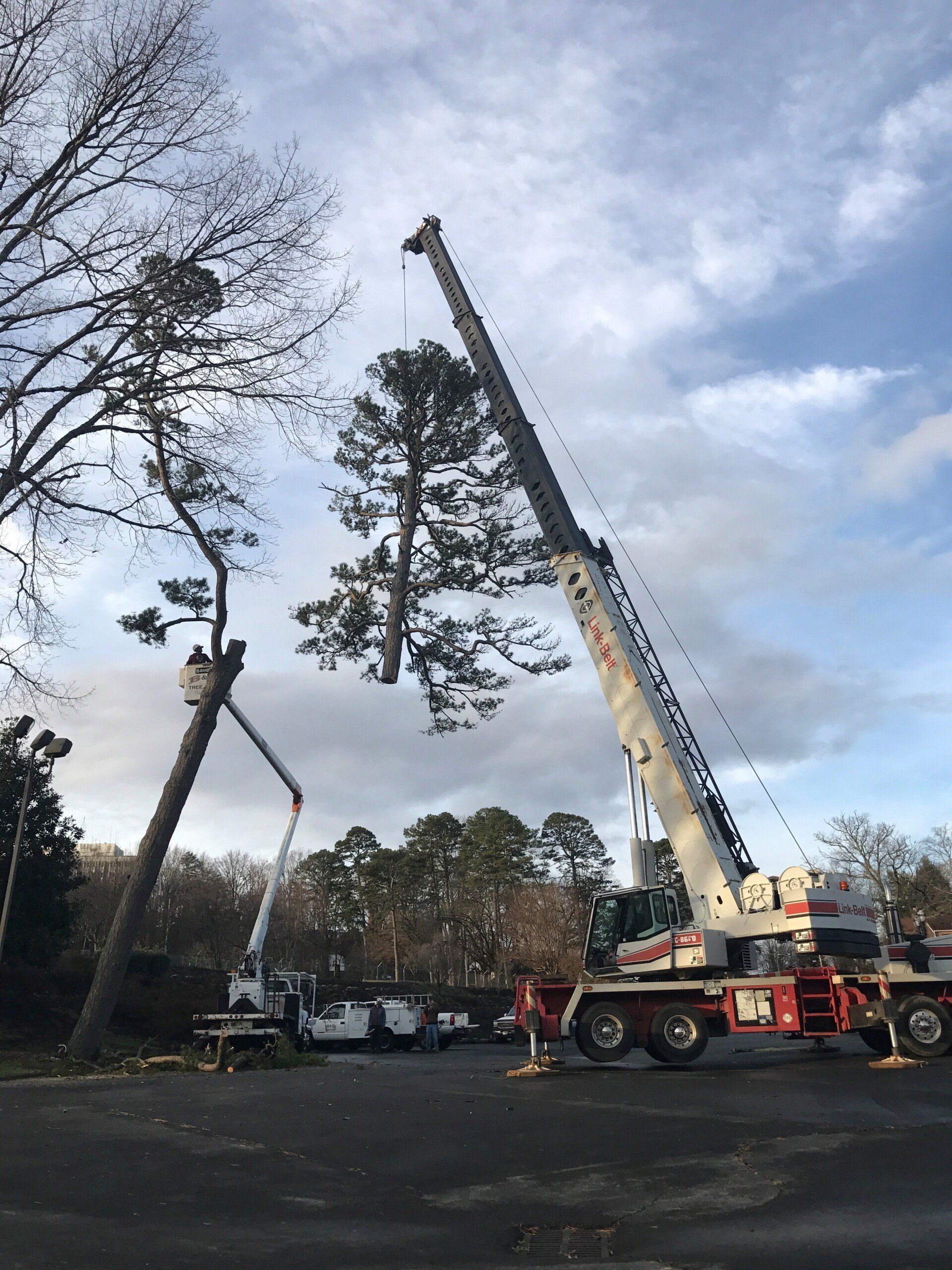 Tree Removal — Seymour, TN — B & B Tree Care LLC