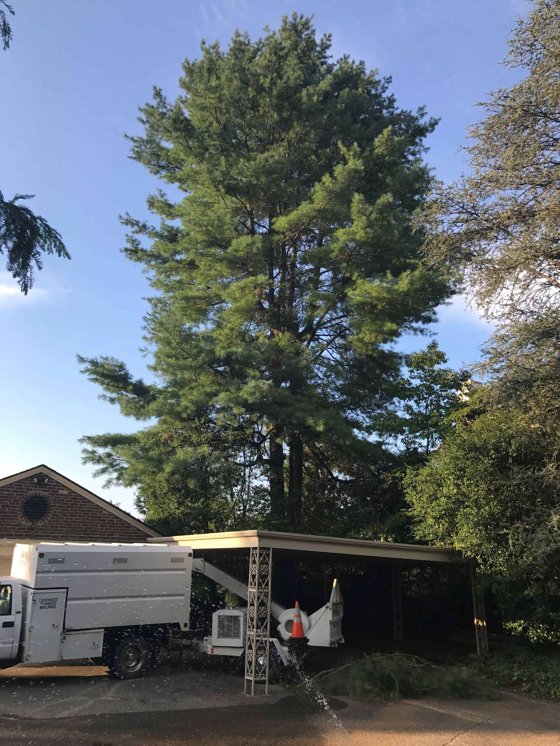 View of the Large Tree to Be Remove — Seymour, TN — B & B Tree Care LLC