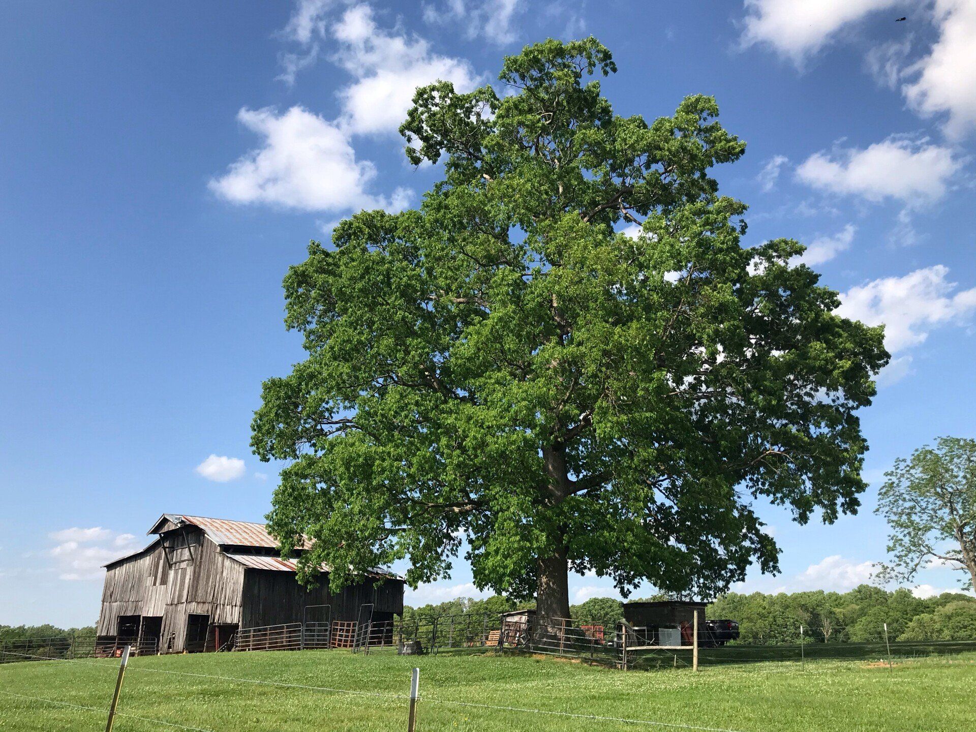 Expert Working on Removing a Tree Branch — Sevierville, TN — B & B Tree Care LLC