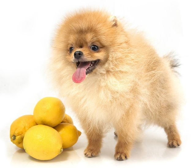 What Is Puppy Lemon Law