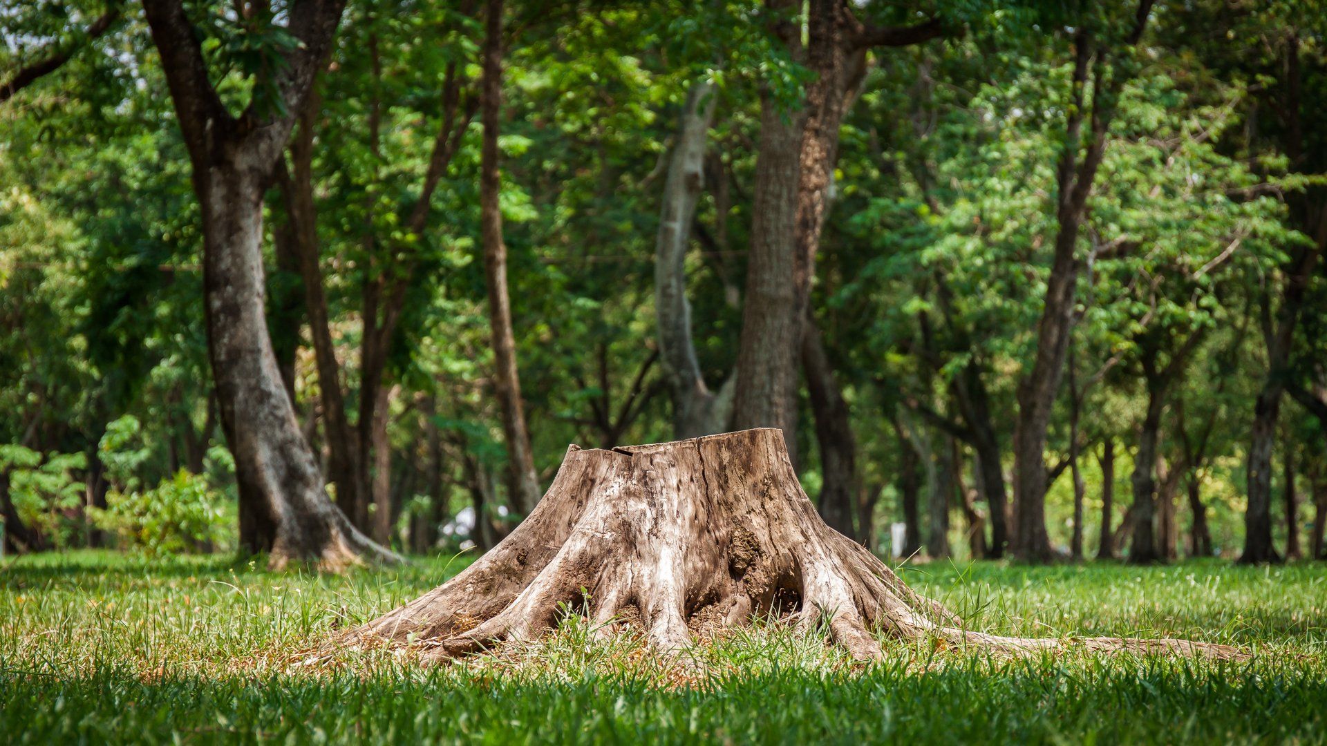 Stump Removal in Richfield, MN | Exclusive Tree Care, LLC