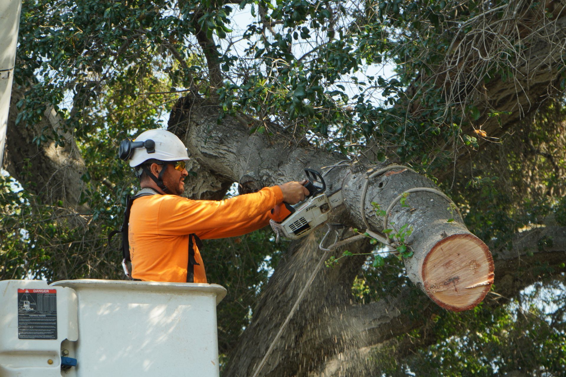 5 Reasons You Need Tree Removal Services on Your Property